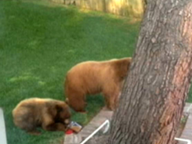 В Калифорнии случился курьез: несколько молодых медведей забрались в дом американцу Джастину Ли и устроили погром на его кухне, съев всю еду и оставив после себя изрядный беспорядок