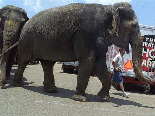 В американском городе Тупело (штат Миссисипи) цирковой азиатский слон был ранен выстрелом из окна проезжавшего мимо автомобиля