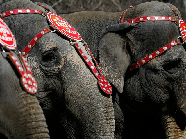 Власти США назначили награду в 33 тысячи долларов за помощь в поимке преступников, подстреливших на днях циркового азиатского слона в городе Тупело (штат Миссисипи)