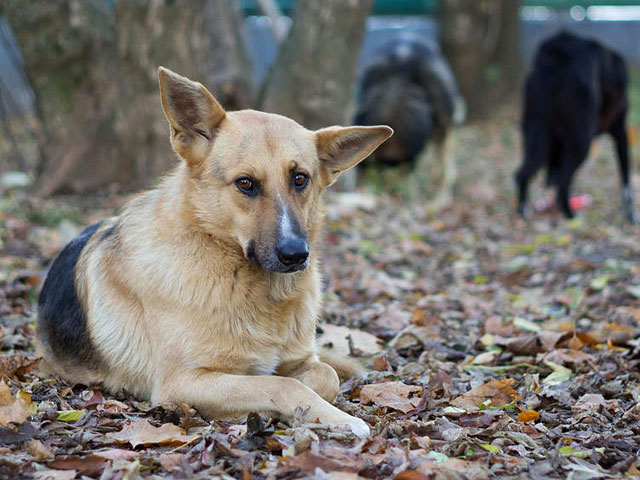 Сочинские власти, не найдя желающих уничтожить 2028 собак, пообещали новый конкурс