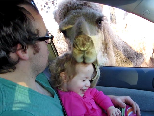 Поездка по сафари-парку в американском штате Канзас чуть не закончилась трагедией для юной посетительницы, приехавшей посмотреть на животных вместе с родителями