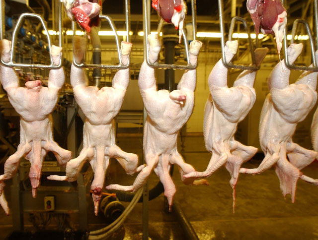 Самоограничение: Украина временно прекратила поставки курятины в Таможенный союз