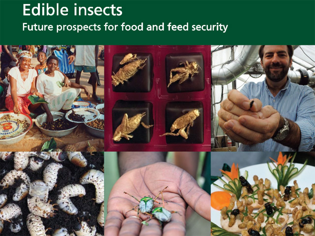 Продовольственная и сельскохозяйственная организация ООН (FAO) считает, что употребление в пищу насекомых может помочь голодающим в развивающихся странах, так как насекомые обладают значительными питательными свойствами