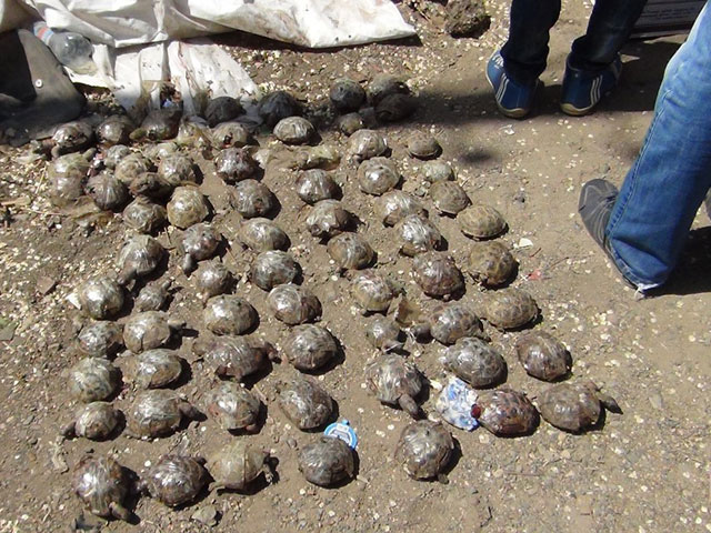 Десятки трупов черепах и девять живых рептилий найдены возле мусорных баков на одной из улиц Оренбурга