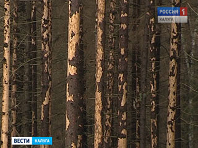 В ближайшее время в Московском регионе могут разгореться сильные пожары, этому способствует тот факт, что площадь еловых лесов, погибших из-за нашествия короеда-типографа, достигает 40 тыс. гектаров