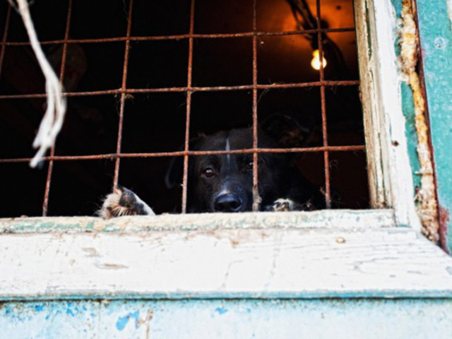 В Сургуте разгорелся скандал вокруг частного приюта для бездомных собак и кошек, несколько лет назад организованного местной жительницей Валентиной Луневой