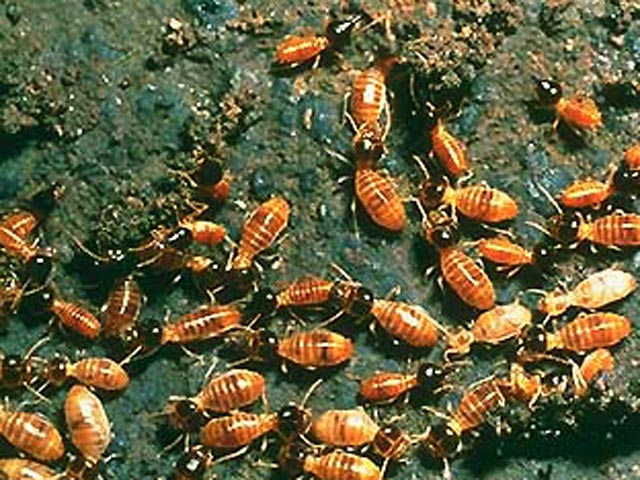 "Термит-апокалипсис" в США: тучи насекомых оккупировали южные штаты страны