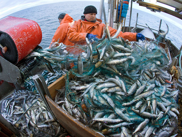 Голландцы решили на две недели отложить открытие коммерческого сезона продажи сельди из-за того, что первые пробы вылова рыбы показали, что она не достигла необходимых вкусовых качеств