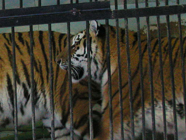 По сведениям директора зоопарка, с случившемся виноваты вовсе не тигры