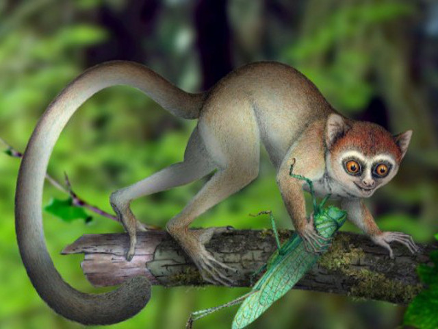 Самые древние из обнаруженных останков примата позволяют предположить, что ранние предшественники человека на Земле, жившие 55 млн лет назад, в эпоху раннего эоцена, были "крошечными обезьянками", размером меньше крысы, и питались насекомыми