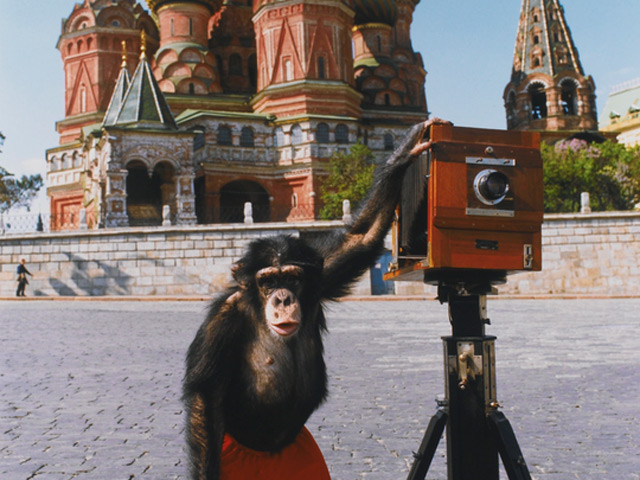 Фотографии Красной площади в Москве, сделанные цирковым шимпанзе Микки в начале 1990-х годов, были проданы в Лондоне на аукционе Sotheby's за 50 тыс. фунтов (более 76,5 тыс. долларов)