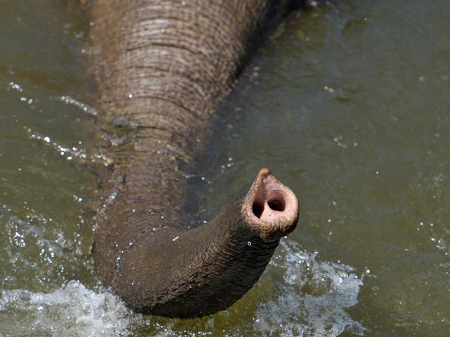 Слон, принадлежащий цирку в Таллине, скончался перед купанием, сообщает Delfi