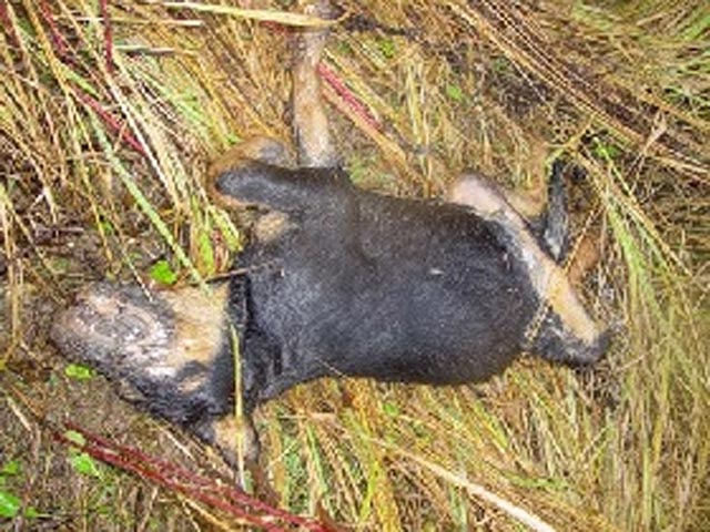 Тела погибших животных нашли местные активисты, вызвавшие полицейских. Федюнина заявила, что зоозащитники намерены добиваться возбуждения уголовного дела и проведения тщательного расследования массового убийства животных