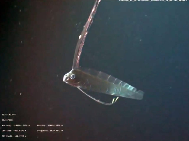 Сельдяного короля или рыбу, известную по старинным легендам как "морской змей", впервые удалось снять на видео в естественной среде обитания