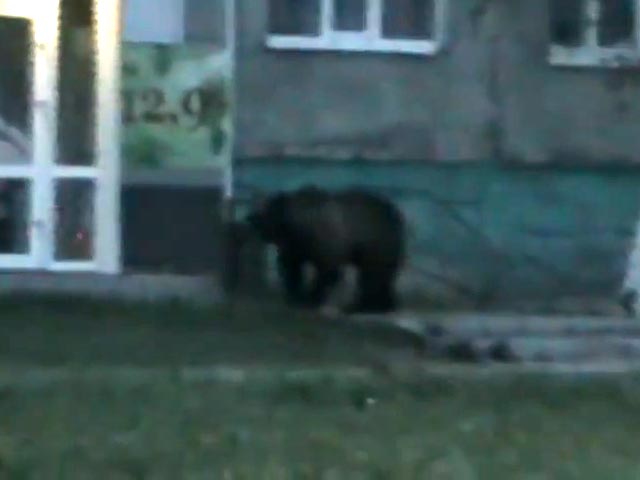 Полиции Нижневартовска пришлось выгонять с территории детского сада голодного медведя