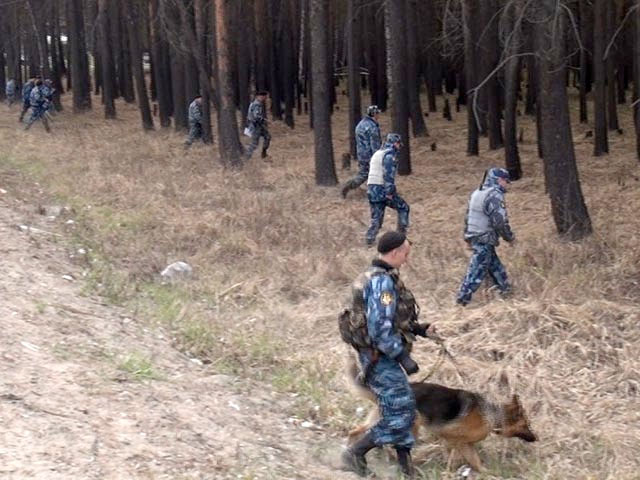В тайге рядом с одним из поселков Иркутской области потерялись четверо детей