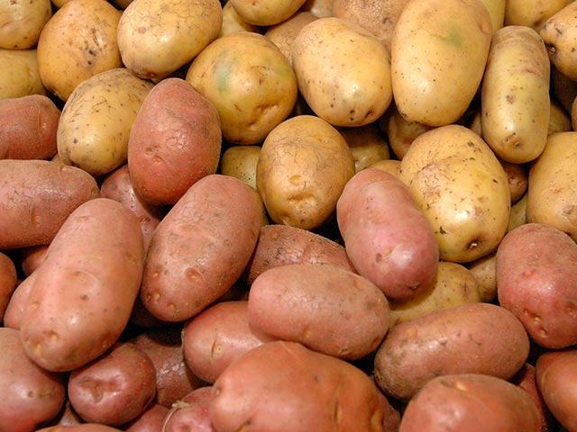Россельхознадзор сообщил, что в первой декаде июня в картофеле, поступившем из Нидерландов, выявлен карантинный для России объект - золотистая картофельная нематода