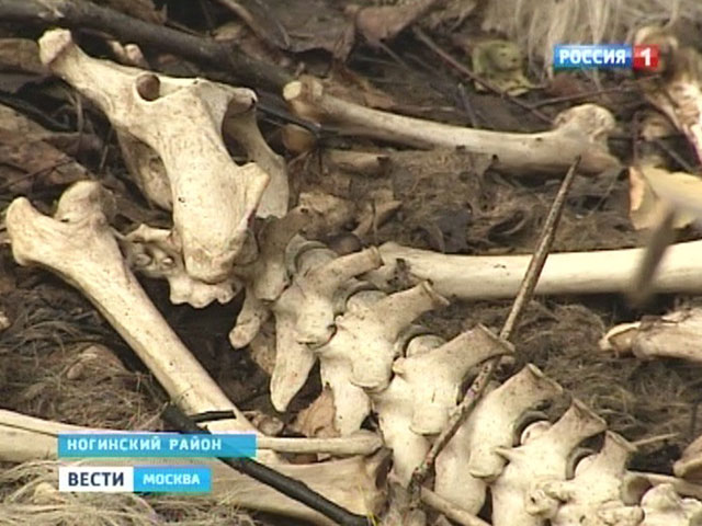 Зоозащитники обнаружили крупный "собачий могильник" в Подмосковье - более 100 трупов