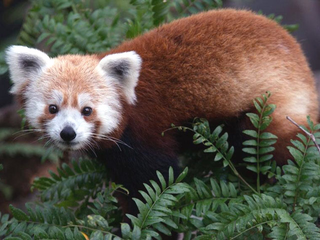 Сотрудники Смитсоновского зоопарка в Вашингтоне были подняты по тревоге в понедельник в связи с исчезновением одного из обитателей - молодого самца редкой красной панды по кличке Расти