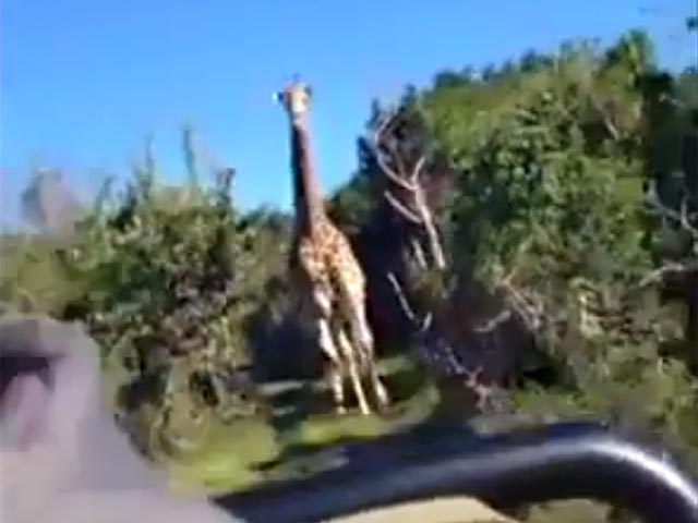 В Сети набирает популярность видео, главным героем которого стал жираф, атакующий группу туристов. Инцидент произошел в одном из южноафриканских парков