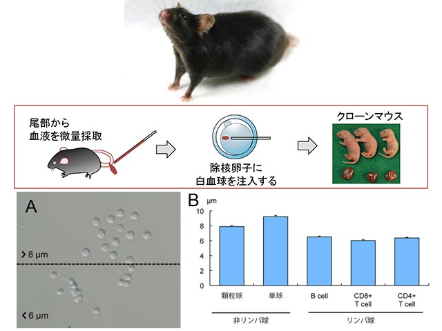 Японские ученые клонировали мышь из одной капли крови