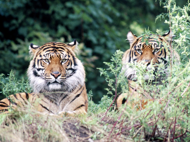 В Индонезии тигры загнали на дерево пятерых мужчин и убили шестого человека. Спасшиеся уже три дня ожидают помощи и не могут пуститься, так как тигры караулят их внизу
