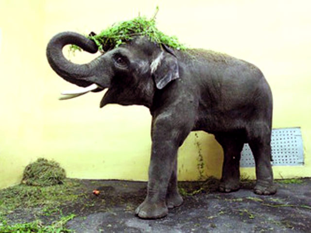 У слоненка из Киевского зоопарка было обнаружено психическое расстройство. Животное по кличке Хорас заболело стереотипией - слон переминается с ноги на ногу и смотрит в одну точку