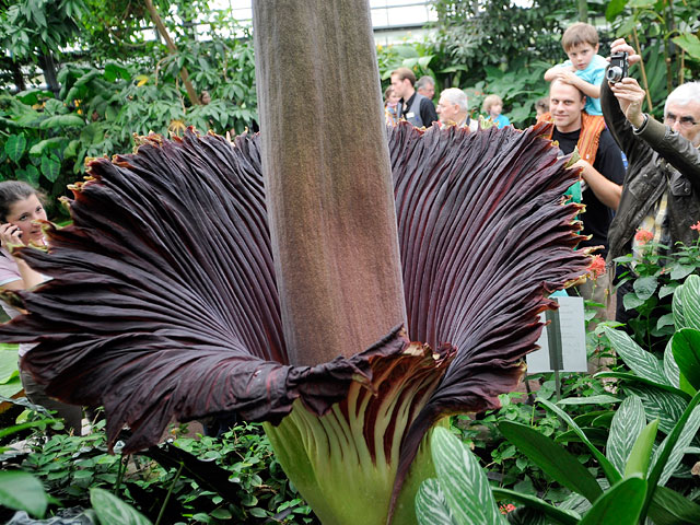 В Национальном ботаническом саду Брюсселя расцвел "трупный цветок"