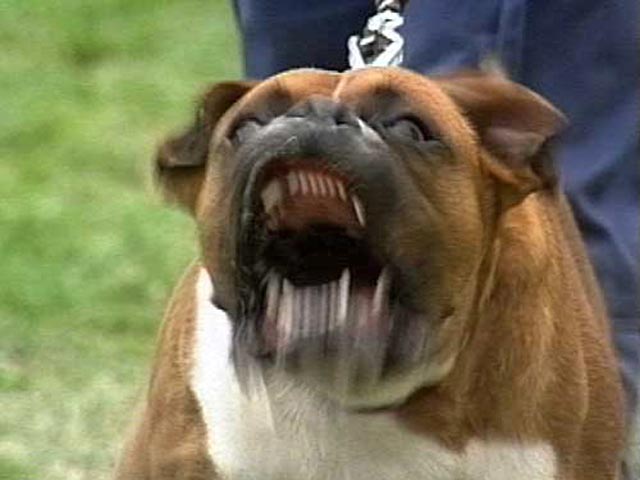 Олимпийского чемпиона искусали псы бойцовской породы, когда он спасал свою собаку 