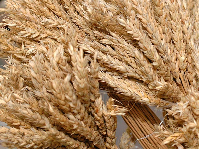 По данным Федеральной таможенной службы, за первое полугодие Россия сократила экспорт собственной пшеницы почти в 6 раз и одновременно увеличила закупки импортного зерна более чем в 10 раз