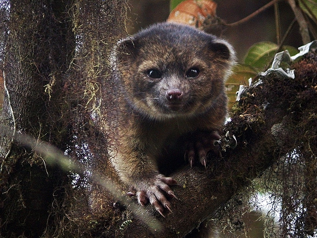 Обитающее в лесах Эквадора и Колумбии в горной местности на высоте от 5000 до 9000 метров над уровнем моря животное, напоминающее енота, с мордочкой плюшевого мишки, идентифицировано как новый вид млекопитающего - олингито