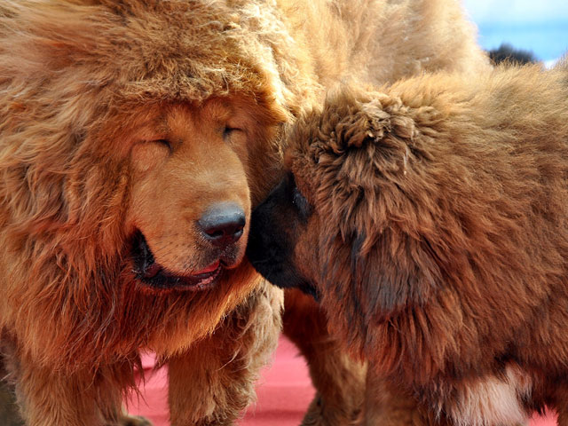В китайском зоопарке посетители обнаружили подлог: вместо льва в клетке находилась большая лохматая собака породы тибетский мастиф