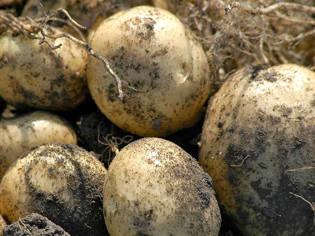 В Татарстане целая семья погибла от отравления газом гнилого картофеля, по очереди спустившись в подвал