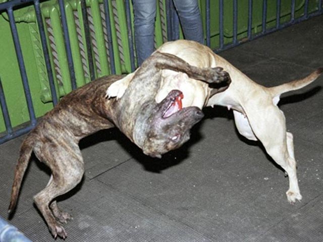 В США прошла крупнейшая в истории операция против подпольных собачьих боев: арестованы 12 человек, освобождены 367 питбулей