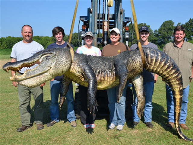 Жители Миссисипи поймали в реке аллигатора весом почти 330 кг