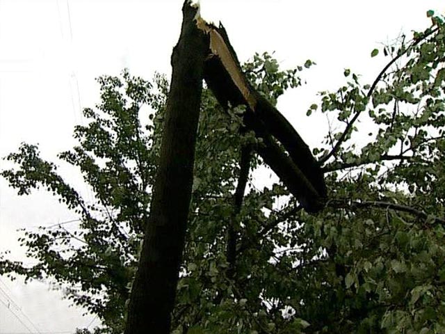 В Москве ветром повалило 60 деревьев. Один человек погиб, 2 ранены