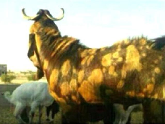 Пожалуй, самый дорогой козел в мире был продан в понедельник, 9 сентября, в столице Саудовской Аравии Эр-Рияде. Местный бизнесмен-скотовод получил за своего питомца 13 млн саудовских риялов 