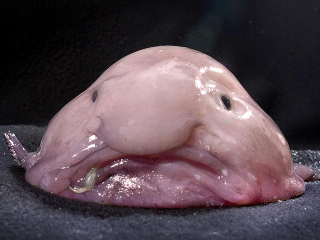 Бычок-психоролют, известный также как рыба-капля, победил в конкурсе самых уродливых животных планеты, результаты которого были объявлены на фестивале британской науки в Ньюкасле