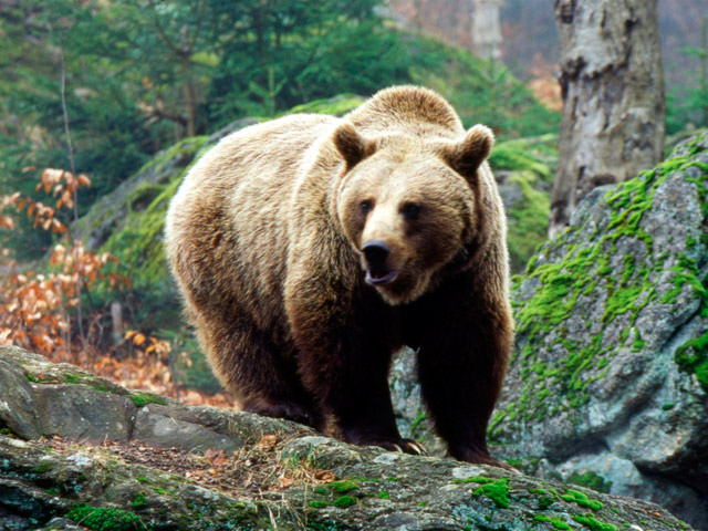 В республике Коми произошел трагический инцидент - на жителя Усть-Куломского района напал медведь. 41-летний мужчина сумел убежать от хищника