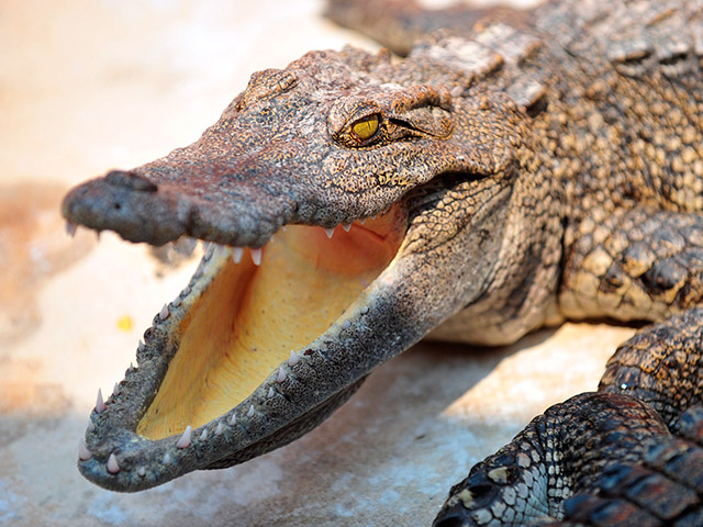 Житель Зимбабве однажды утром был немало удивлен, обнаружив у себя под кроватью самого настоящего крокодила