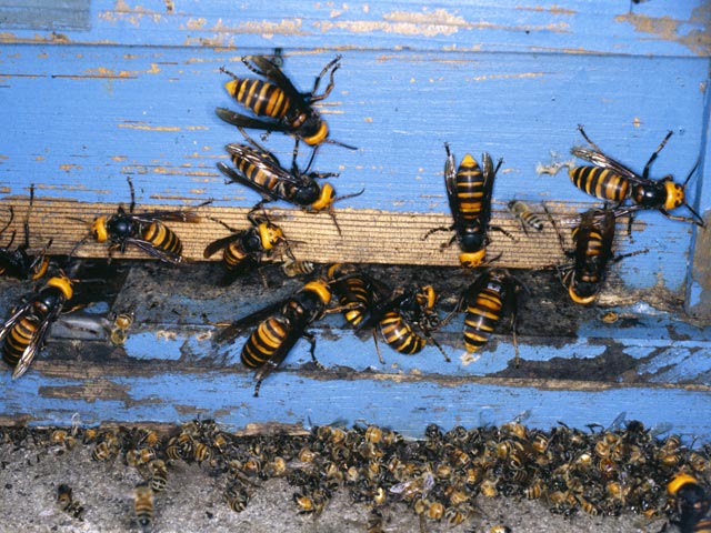 Пчела, оса, шмель или шершень: чей укус опаснее? 🐝