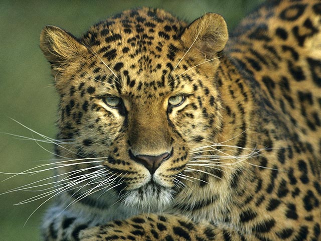 Повышенное внимание к проблемам увеличения численности занесенных в Красную книгу амурского тигра и дальневосточного леопарда в связи с личным участием в проекте президента Владимира Путина, принесло результаты