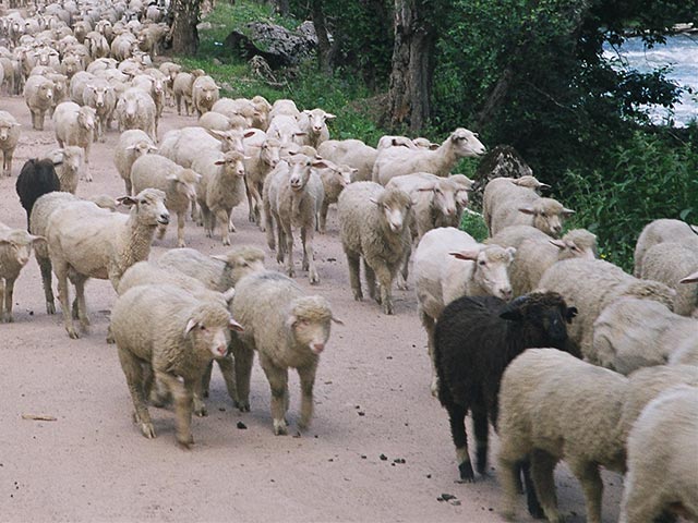 Украинские пограничники вернули иностранному пастуху отару овец, которые забрели на территорию Одесской области