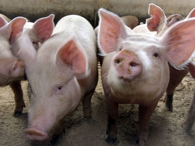 Россельхознадзор предупредил о грядущей гибели отечественного свиноводства