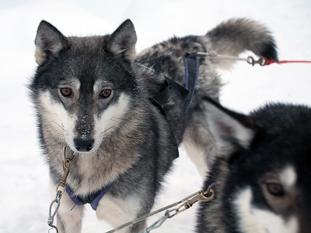 Собак породы аляскинские хаски запрягли в квадроцикл, который, естественно, не заводили и использовали просто в качестве телеги