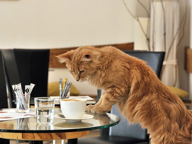 В Красноярске открылось первое в Сибири "котокафе" под названием "Кис-кис", в котором можно попить чая в компании кошек и даже забрать их к себе домой