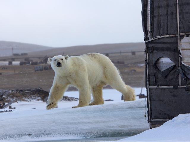 27 белых медведей подошли к чукотскому селу Рыйкарпий