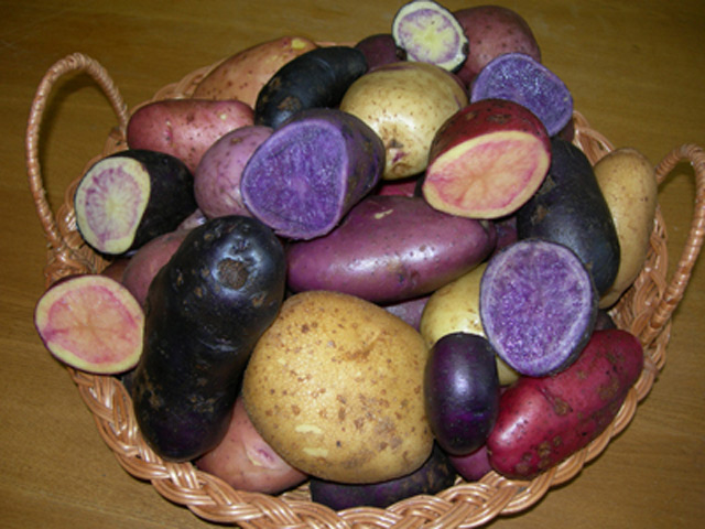 NEWSru.com :: Белорусы вывели обогащенный витаминами картофель, только пюребудет фиолетовым