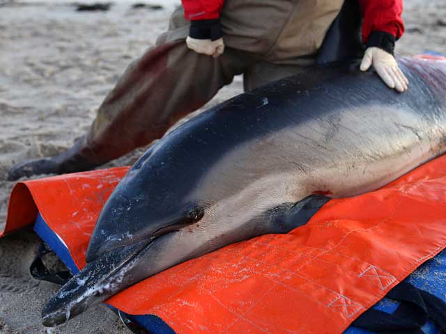 Более 750 дельфинов-афалинов выбросились за последние месяцы на атлантическое побережье США