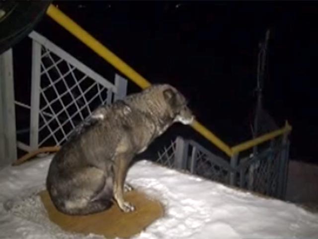 На Речном вокзале Хабаровска местные жители обнаружили собаку, которая уже на протяжении трех недель не уходит с набережной Амура
